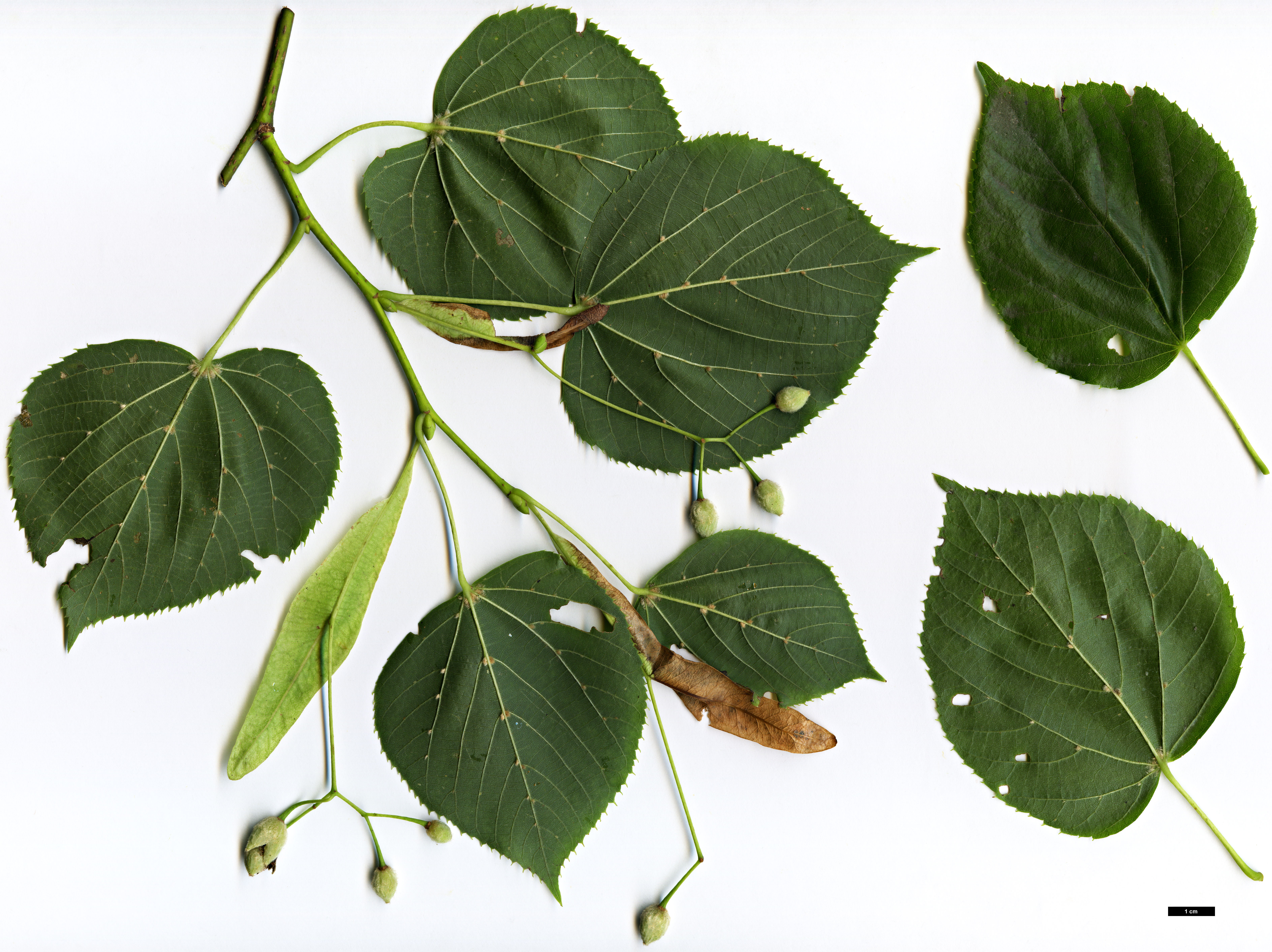 High resolution image: Family: Malvaceae - Genus: Tilia - Taxon: ×euchlora (T.cordata × T.dasystyla subsp. caucasica)